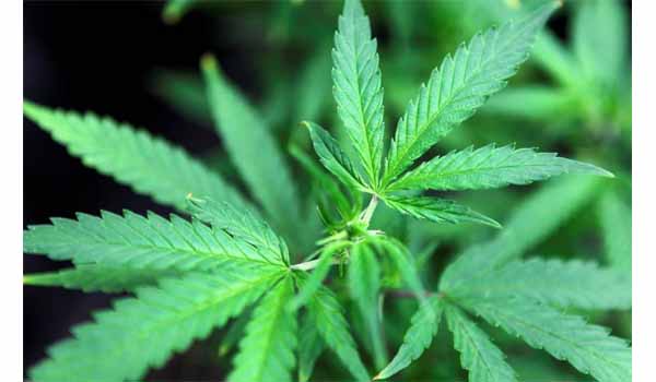 Lebanon parliament legalized cannabis farming for medicinal use